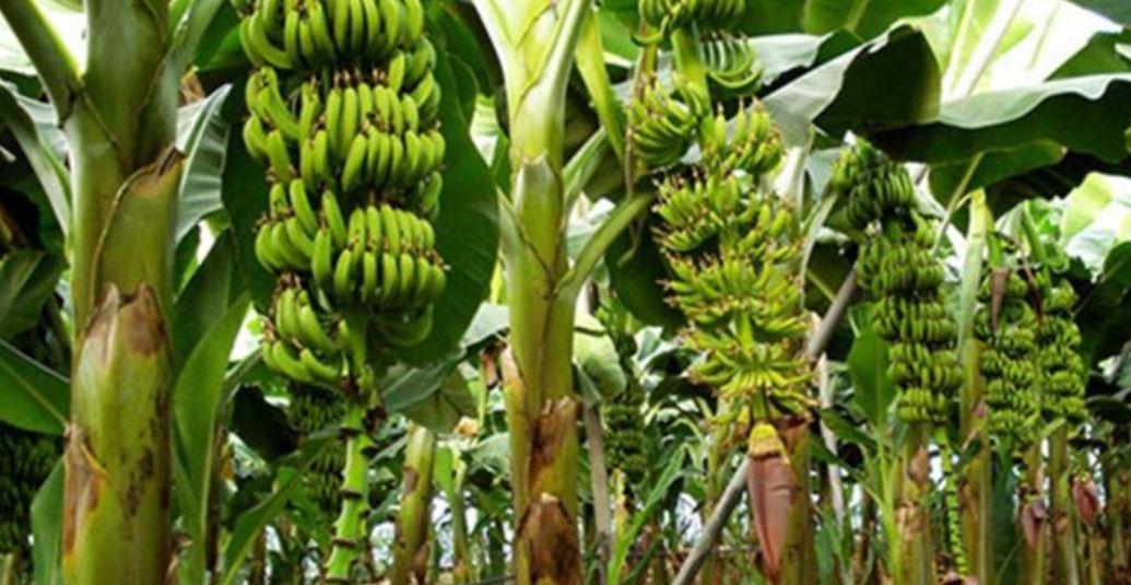 नेपाली केराले चाडपर्व धान्छ, आयात नगर्न व्यवसायीको अपिल