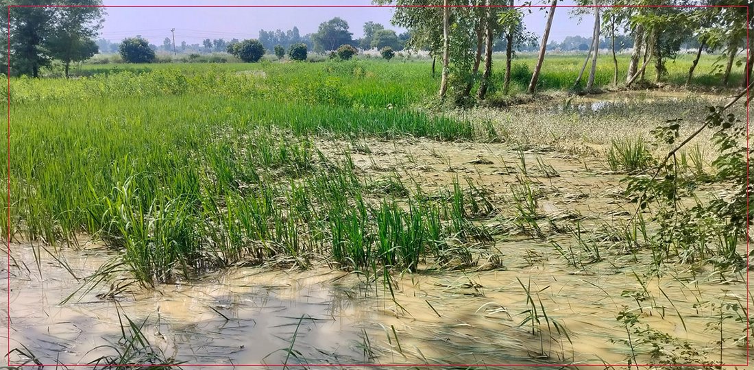 बाढीले महोत्तरीका ९ वटा पालिकामा मात्रै झन्डै २ हजार हेक्टरको धानबाली नष्ट