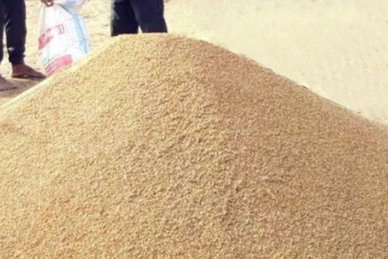 भोलिदेखि धान खरिद गर्दै खाद्य व्यवस्था तथा व्यापार कम्पनी