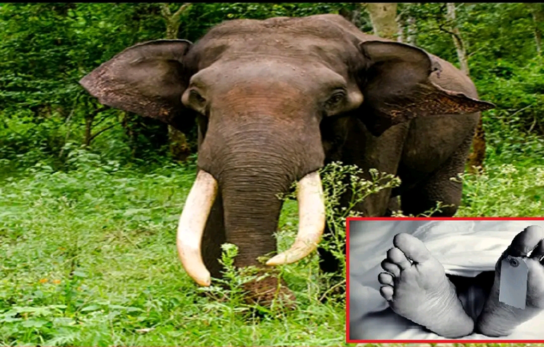 कञ्चनपुर : जंगली हात्तीको आक्रमणबाट एक महिलाको मृ*त्यु