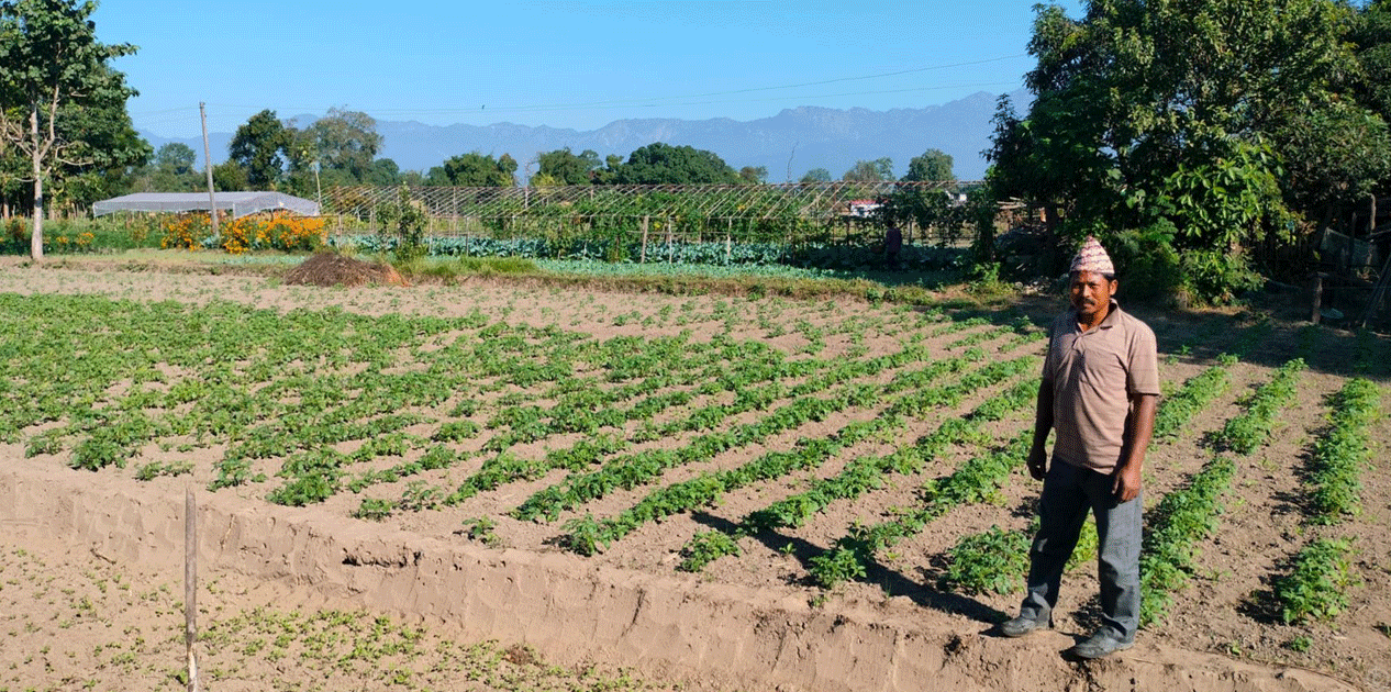 ‘टिपिएस’ विधिबाट आलुखेती