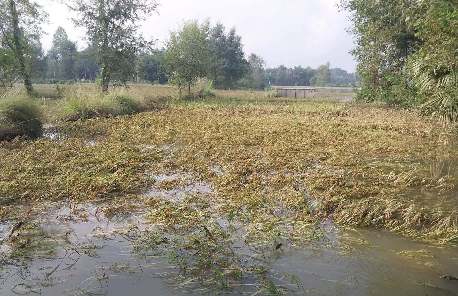 असोजको वर्षाले देशभर तीन अर्ब ५५ करोड रुपैयाँ बराबरको क्षति