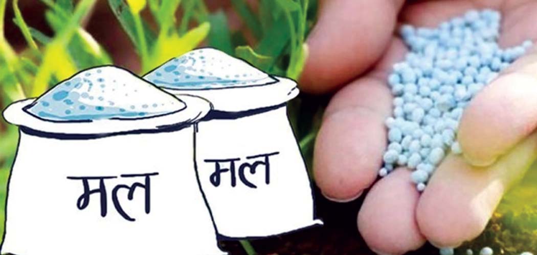 सहकारीले समयमा रासायनिक मल नल्याएपछि किसान समस्यामा
