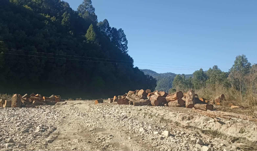 सामुदायिक वनको रुख काट्नेलाई ५० हजार जरिवाना