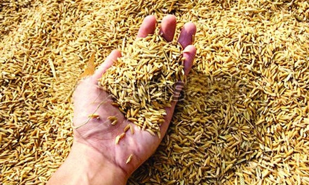 बेमौसमी वर्षाका कारण यो वर्ष धानसहित अन्य बालीको उत्पादनमा कमी आउने