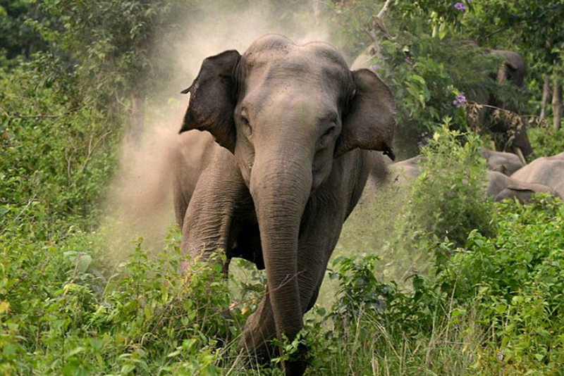 कञ्चनपुर : जङ्गली हात्तीको आ*क्रम*णबाट एकजना गम्भीर घा*इ*ते