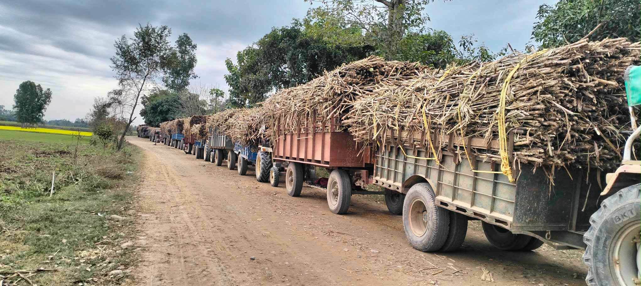 कञ्चनपुरका किसानलाई उखु बेच्न भ्याई-नभ्याई